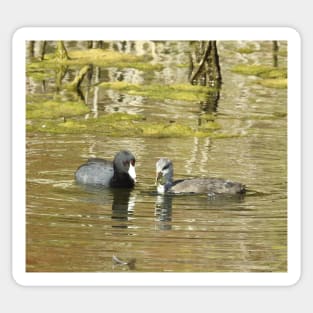 American Coots, birds, wildlife, gifts, mama and babe Sticker